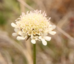 Scabiosa