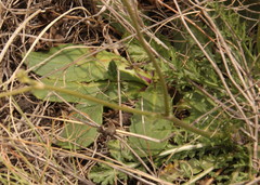 Scabiosa