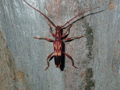 Coptocercus aberrans