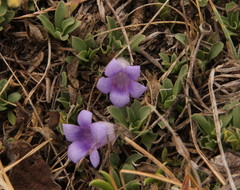Aptosimum procumbens