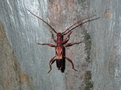 Coptocercus aberrans