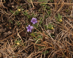Aptosimum procumbens