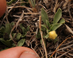 Aptosimum procumbens