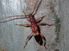 Coptocercus aberrans