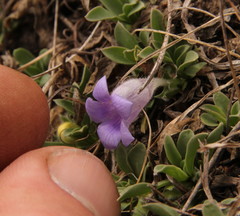Aptosimum procumbens