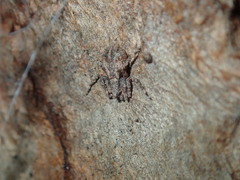 Stephanopis altifrons