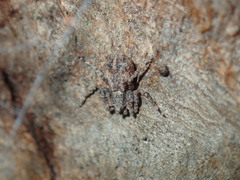 Stephanopis altifrons