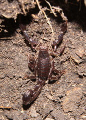 Uroplectes formosus