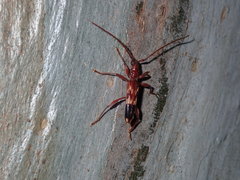 Coptocercus aberrans