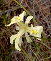 Moraea angusta