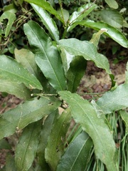 Capparis micracantha