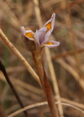 Moraea