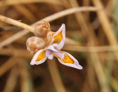 Moraea