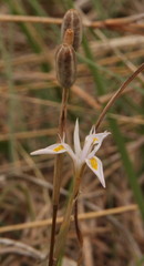 Moraea
