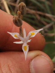 Moraea
