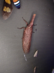 Fulgorinae
