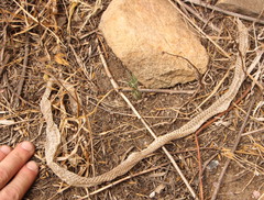 Colubridae