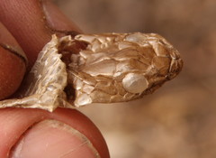 Colubridae