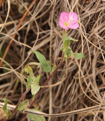 Oenothera rosea