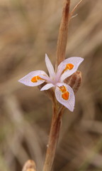 Moraea stricta