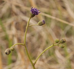 Senecio erubescens