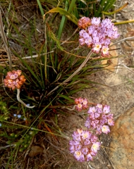 Dilatris pillansii