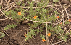 Jamesbrittenia aurantiaca