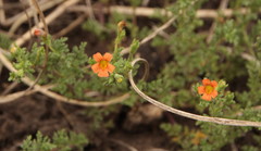 Jamesbrittenia aurantiaca