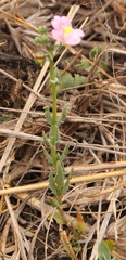 Nemesia fruticans