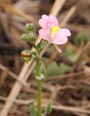 Nemesia fruticans