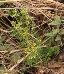 Cyclospermum leptophyllum