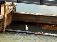 Egretta garzetta