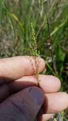 Dichanthelium aciculare