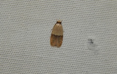 Odites natalensis