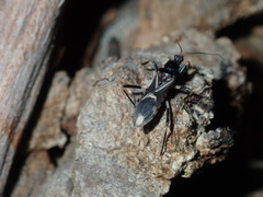 Ectomocoris decoratus