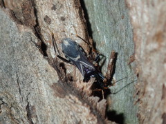 Ectomocoris decoratus
