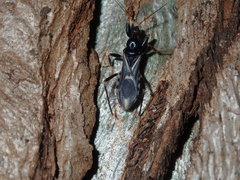 Ectomocoris decoratus