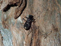 Ectomocoris decoratus