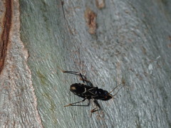 Ectomocoris decoratus