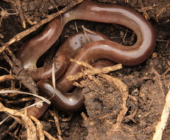 Afrotyphlops bibronii