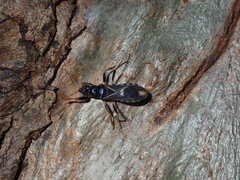 Ectomocoris decoratus
