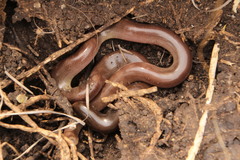 Afrotyphlops bibronii