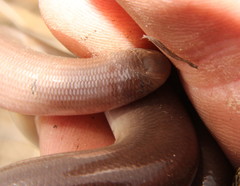 Afrotyphlops bibronii