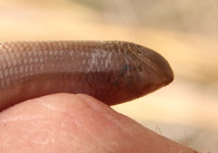 Afrotyphlops bibronii