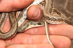 Psammophylax rhombeatus