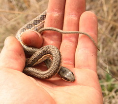 Psammophylax rhombeatus
