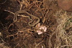 Psammophylax rhombeatus