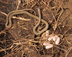 Psammophylax rhombeatus