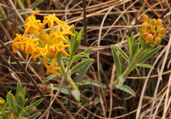 Lasiosiphon capitatus