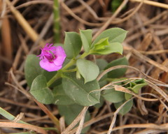Polygala